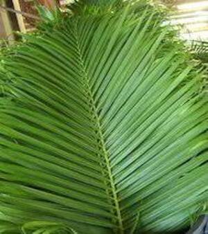 Areca Leaf