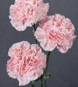 Carnation