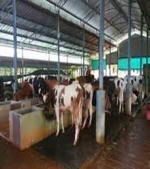 Dairy Farming