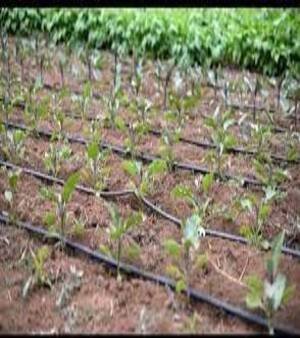 Drip Irrigation