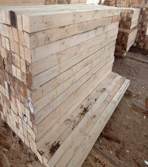 Australian Pine Wood White