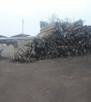 African Pine Round Logs