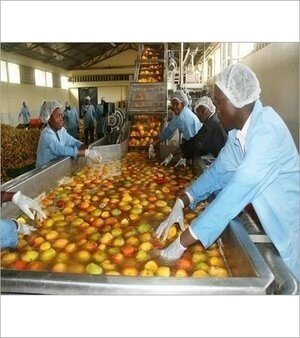 Mango Processing Plant