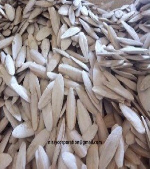 Cuttlefish Bone