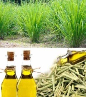 lemongrass oil