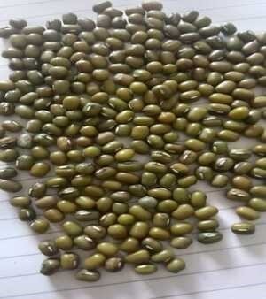 Green mung beans
