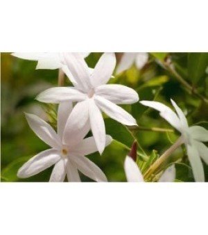 Jasmine Oil