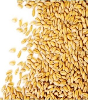 Wheat