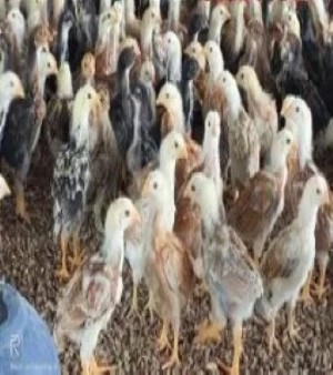 Nadan Kozhi Kunjungal Chicks