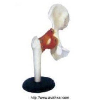 Life - Size Hip Joint