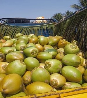 Tender Fresh Coconut