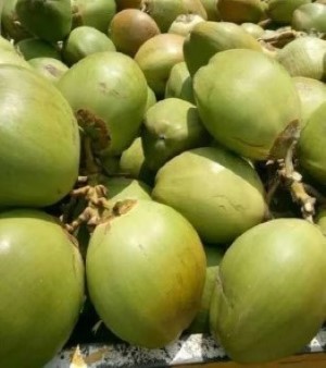Green Coconut