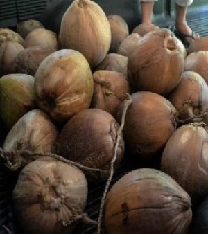 Solid Brown Husked Nut Coconut