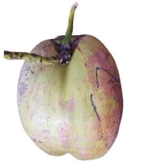 Solid Husked Mature Coconut