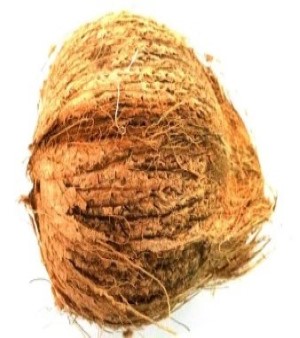 Semi Husked Fresh Coconut