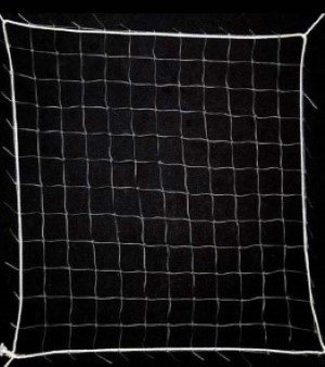Bird Net