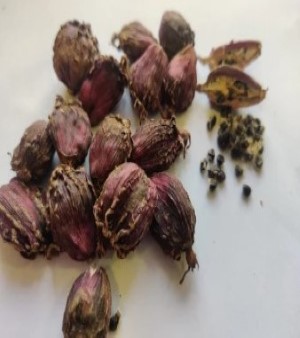 Black Cardamom, Type : Spices