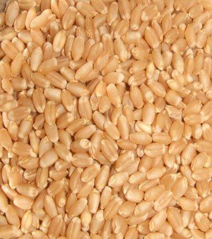 Wheat Lokwan