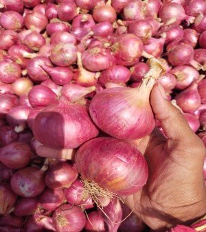 Red Onion
