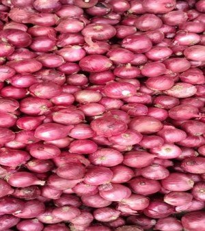 Red Onion