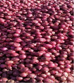 Red Onion