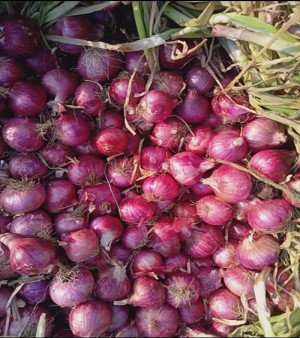 Red Onion