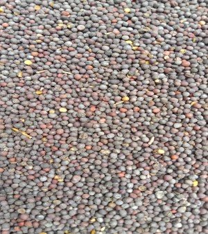 Mustard Seeds