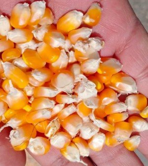 Yellow Dry Maize