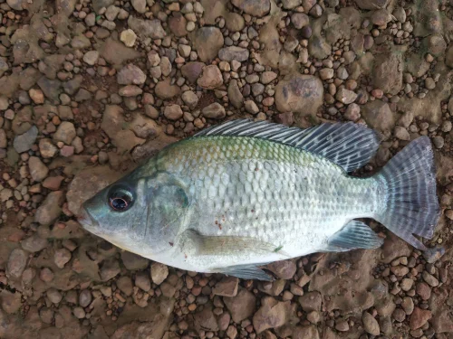 Fresh Tilapia Fish