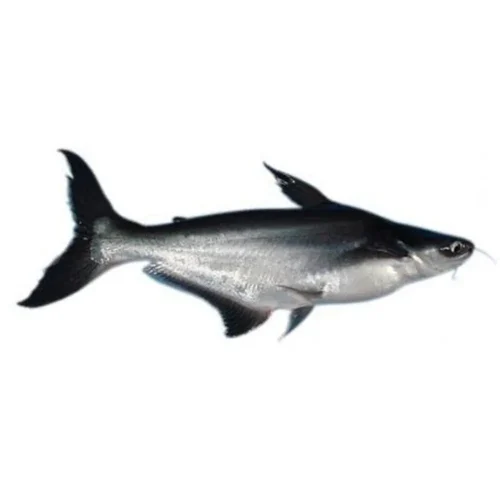 Pangasius Fish