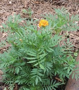 Marigold Flower Plants
