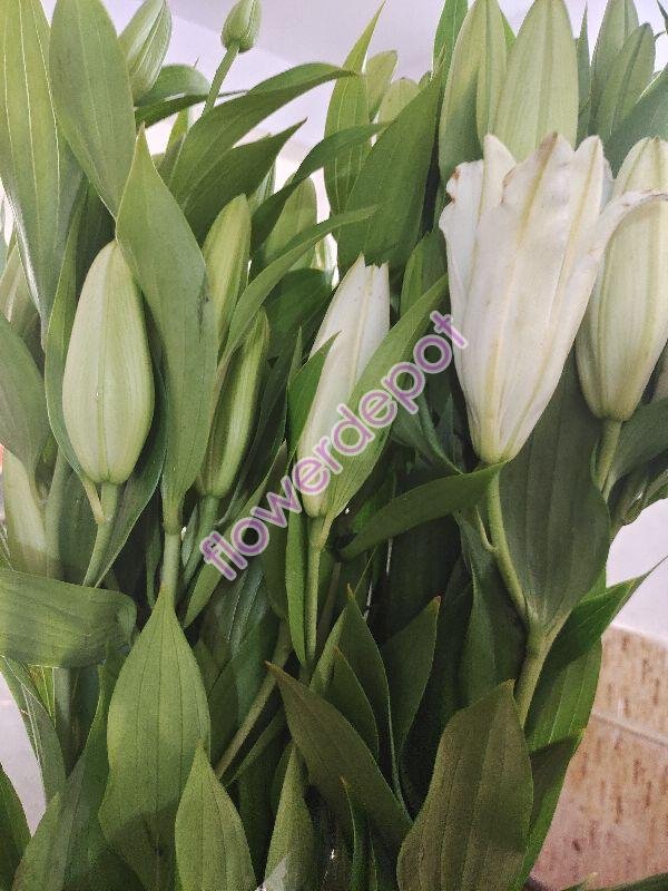 Fresh Oriental Lily Flowers