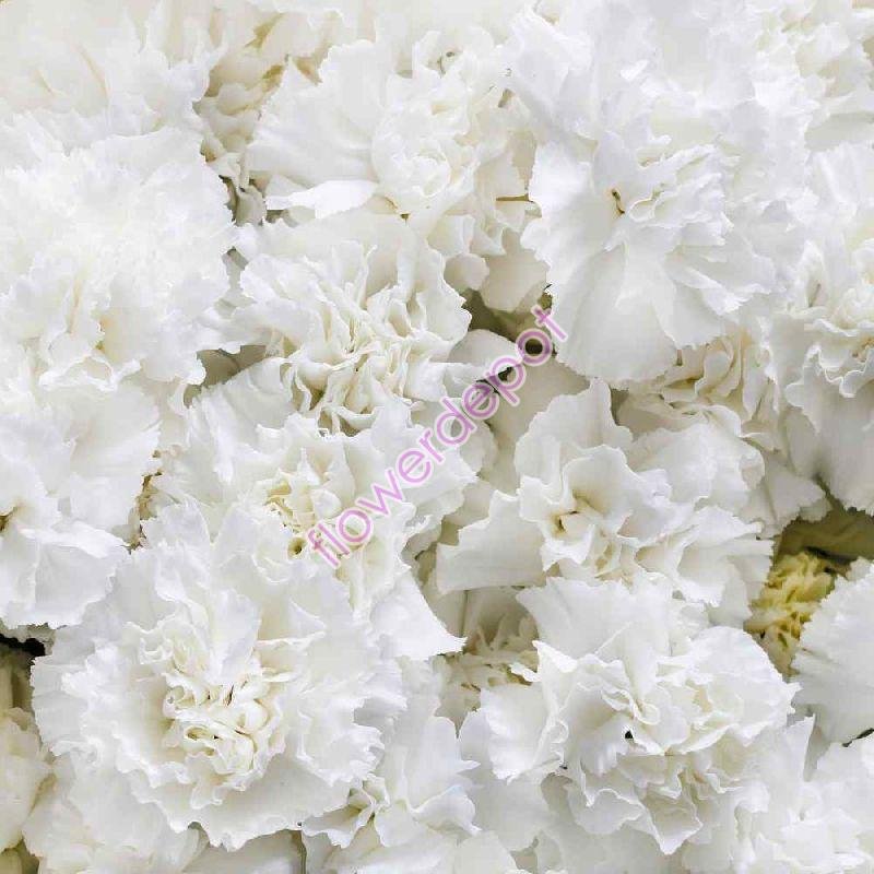 Fresh Carnation Flowers