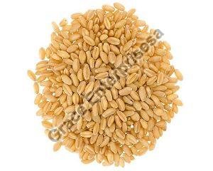 Sharbati Wheat Seeds