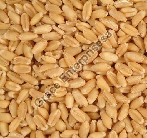 Raw Wheat Seeds