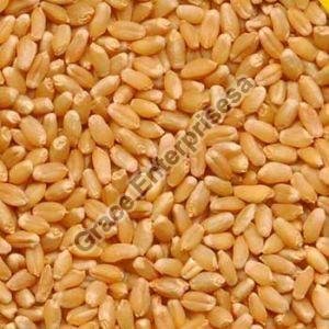 Brown Wheat Seeds