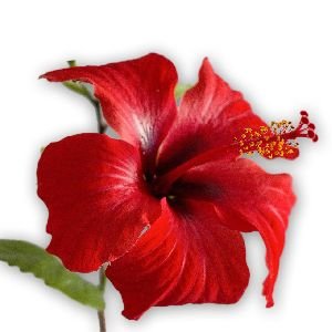 Fresh Hibiscus Flower