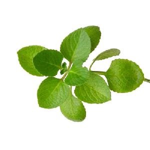 Fresh Oregano Leaves