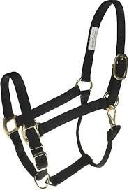 Black Horse Halter