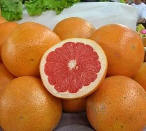 Grapefruit