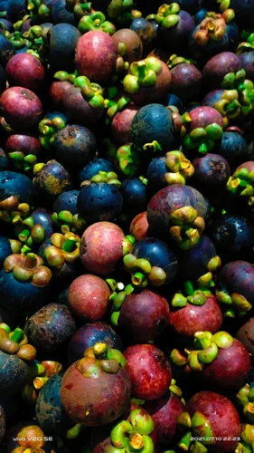 Fresh Mangosteen Fruit