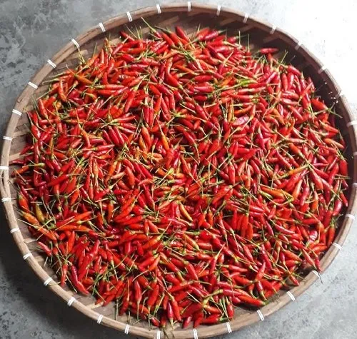 Thai Bird Eye Chilli