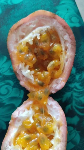 Pink Passion Fruit Pulp (khata mitha)