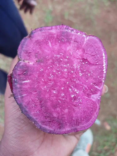 Purple Sweet Potato