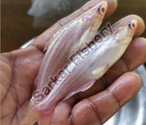 Albino Fish Seeds