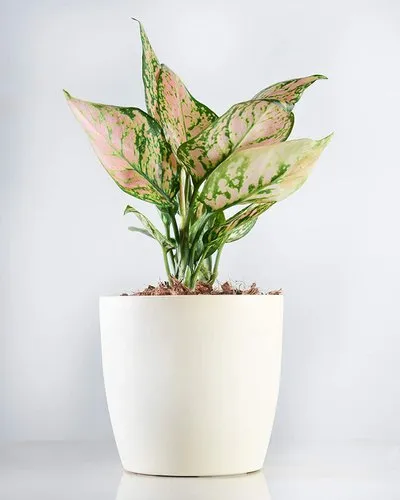 Aglaonema Pink Plant