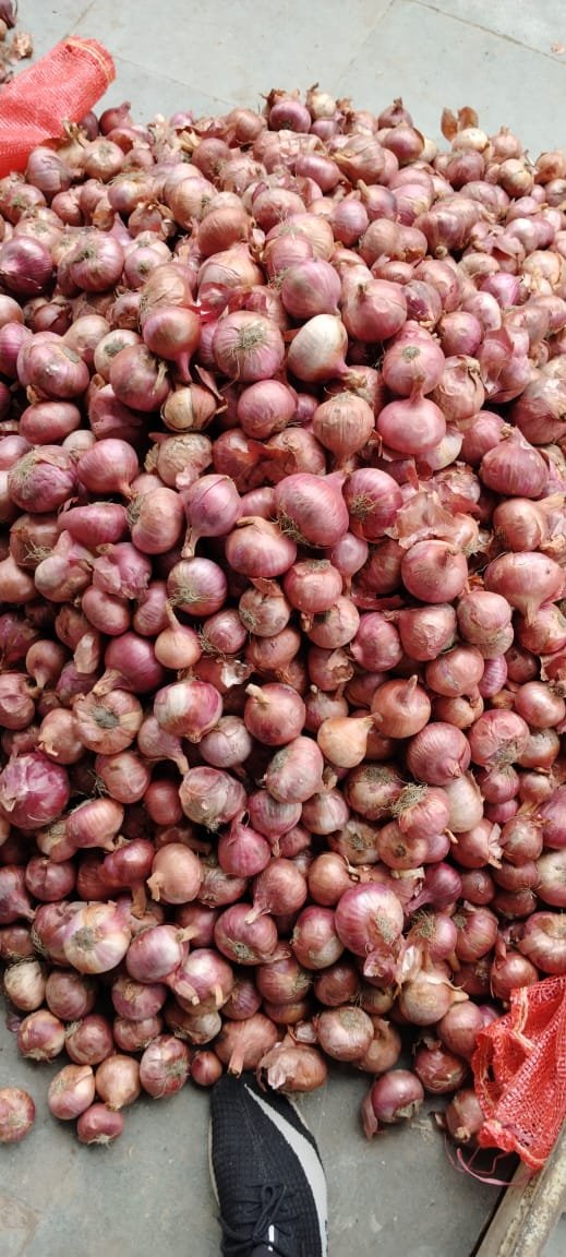 Onion