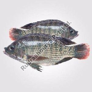 Fresh Tilapia Fish