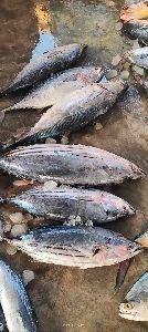 Fresh Big Tuna Fish