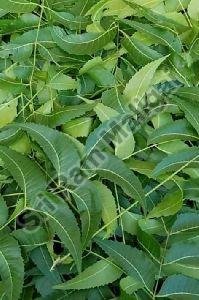 Fresh Neem Leaves